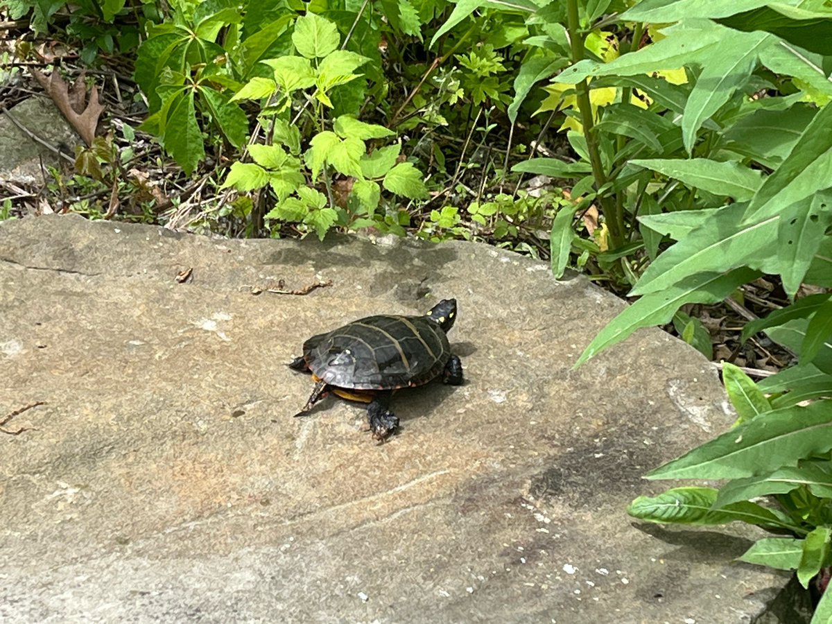 Photograph of a turtle examining foliage